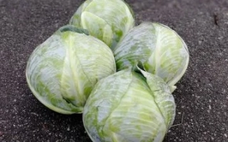 Группа свежих головок капусты на темном фоне - Алекса