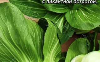 Seed packet of cabbage variety Alyonushka
