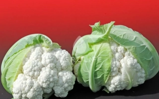 Альтамира F1