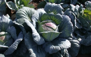 Капуста Амагер 611 на грядке