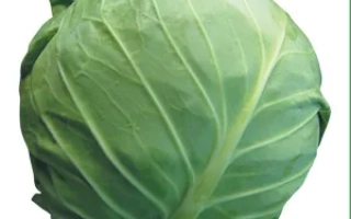 Свежая капуста - Амарин F1