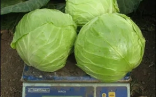 Три головки капусты на весах - Анадоль F1