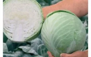 Свежая капуста Анкома РЦ F1, разрезанная и целая, на фоне грядки