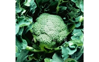 Свежий брокколи на фоне зеленых листьев - АПОЛЕНА F1