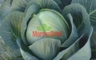 Капуста с логотипом MoravaSeed на лицевой стороне - АРОС F1