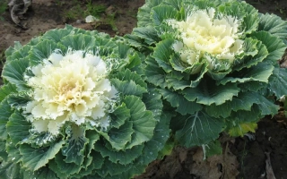 Кочаны капусты сорта Ассоль на грядке
