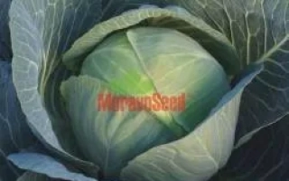 Капуста сорта Моравский, бренд MoravaSeed - АВАК F1