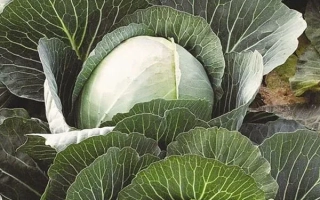 Семена капусты Moravo Seeds на фоне листьев - Авак F1