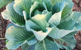 Августовский