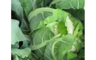 Свежая капуста АВИЗО F1