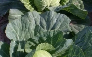 Головки капусты на грядке - Аврора F1