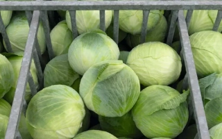 Кочаны капусты в металлической корзине - Аксель