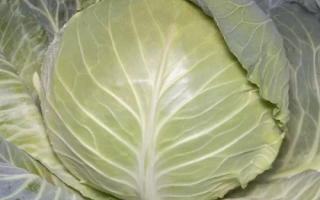 Свежая капуста Аксона