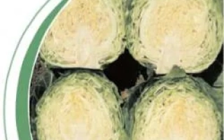 Четыре кочана капусты, нарезанные пополам, демонстрирующие внутреннюю структуру. - Балбро F1 (Balbro F1)