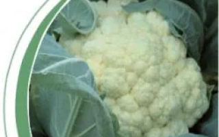 Белокочанная капуста сорта Барселона F1