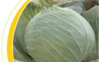 Капуста сорта Бартон F1 на фоне поля