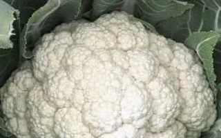 Белая Головушка