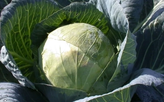 Свежая капуста Белорусская 455