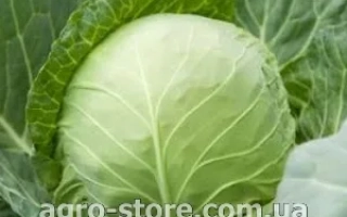 Беверли Хиллз