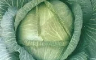 Свежая капуста Белоснежка