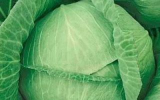 БИРЮЧЕКУТСКАЯ 138