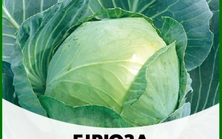 Бирюза Плюс