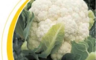 Белокочанная капуста на фоне с желтой и белой рамкой - Бодилис F1