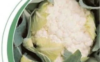 Капуста сорта Борис F1