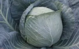 Свежая капуста на грядке - БРАВО F1