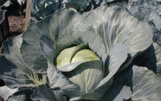 Капуста сорта Бригадир F1 на грядке