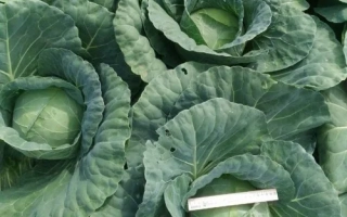 Свежая капуста Бухарест на грядке