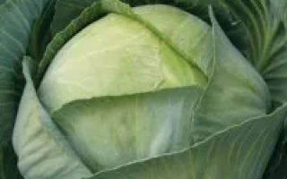 Свежая капуста Булат F1