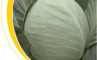 Свежая белокочанная капуста Бузони F1