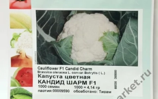 Кандид Шарм