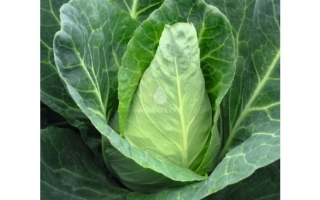 Карафлекс F1