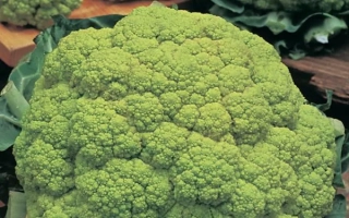 Царевна-Лягушка