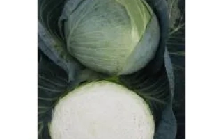 Свежая капуста сорта ЦЕНТУРИОН F1, показана целая головка и разрезанная часть
