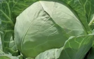 Свежая капуста Чесма РЦ F1