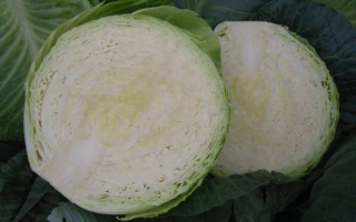 Свежая капуста ЦИКЛОП F1, нарезанная на две части, на фоне листьев