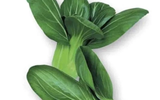 Seed packet of Chinese cabbage CHINGENSAI