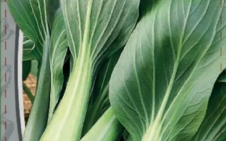 Tsunami Chinese cabbage seed packet