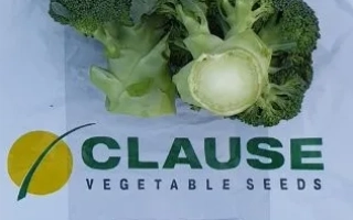 Пакет семян с изображением брокколи и надписью CLAUSE Vegetable Seeds, номер CLX 3571 - КУСКО