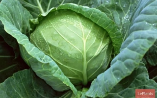 Дербентская Местная Улучшенная