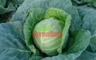 Капуста сорта Дита на фоне грядки с надписью MoravoSeed