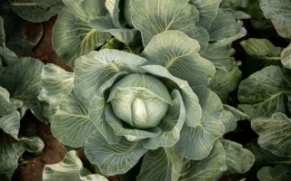 Дмитровский