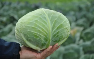 Свежая капуста Джинтама F1 в руке на фоне грядки