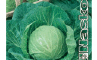 Семена капусты Экспресс F1 на зеленом фоне