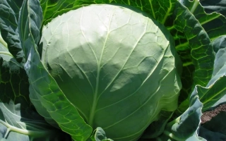 Свежая капуста сорта Эльвира F1