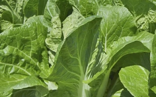 Свежая капуста сорта ЭЛЕГАНС на грядке