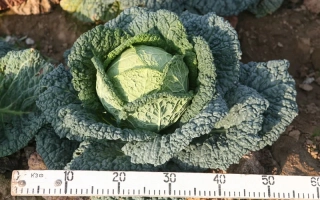 Капуста сорта Елена F1 на грядке с линейкой для масштаба